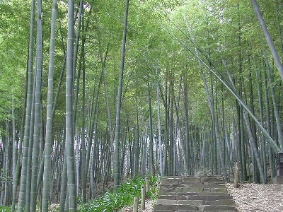 竹皮は、お肉、おにぎり、饅頭、羊羹、山菜物、鮨等の包装材に最適です。